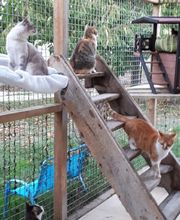 L'arche de Corinne image 7