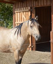 Steige Westernhorses & Hoofcare Bild 1