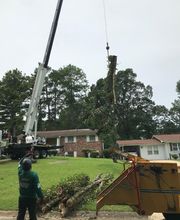 Life's Tree Doctor, LLC image 5