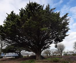 Arbres-Eco image 11