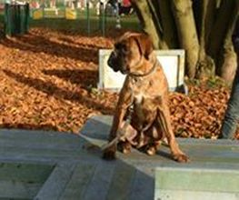 Compiègne Education Canine image 6