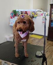 Poodle Doodle Pet Grooming image 17