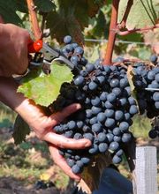 CHÂTEAU NOZIÈRES image 1