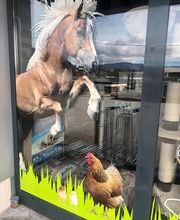 Cap Animal Belley image 1