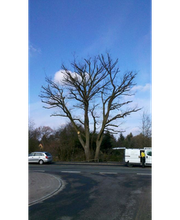 Gartenbau Spachtholz Bild 8