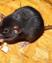 MG Schädlingsmanager GmbH Bild 4