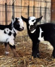 Dierenhotel Pandora afbeelding 6