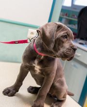 Clinique vétérinaire de Ligueil - Sevetys image 8