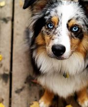 Chenil Kennels Stillwagon Bild 2