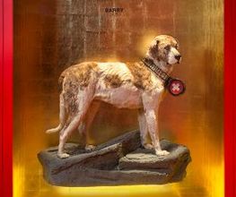 Naturhistorisches Museum Bern Bild 4