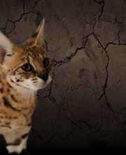 Almasi Savannah Cats (Rassekatzenzucht) Bild 2