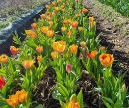 Les Serres et Fleurs de Majolan image 16