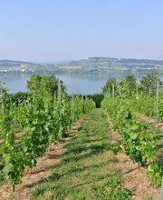 Brunner Weinmanufaktur AG Bild 7