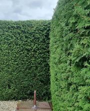 Gartenservice Cedric Rother Bild 2