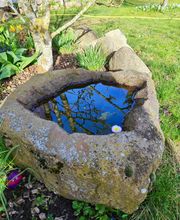 Wurzel & Blüte Bild 3