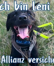 Allianz Schneider Tierkrankenversicherung