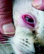 Clínica Veterinaria Los Galgos imagen 3