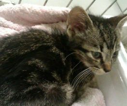 clinica-veterinaria-polop-gato-03.jpg