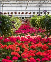 Gärtnerei Allemann GmbH Bild 1