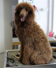 Hundesalon Dany Bild 3
