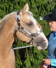 Birkenhof Pferdepension Bild 2