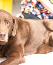 Hiram Animal Hospital image 5