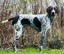 Hundeschule Pirschgang Bild 5
