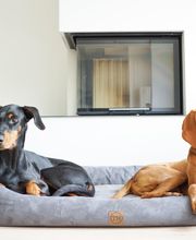 Visco4Dogs GbR Bild 4