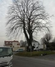 Cypres de Chez Vous image 3