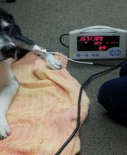 Oakhurst Veterinary Hospital image 1