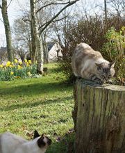 Cat'Pat image 1