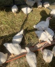 TiKa vom Moslerhof Bild 5