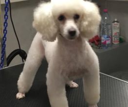 Au Look Canin image 4