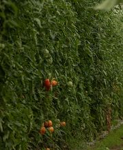 Les Paniers de Cérès image 1