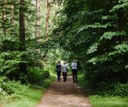 Die Hauptwege durch den FriedWald Dudenhofen sind gut begehbar.