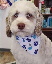 Poodle Doodle Pet Grooming image 10