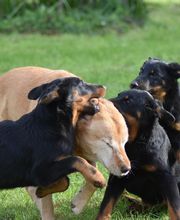 Elevage du Domaine de Stan image 3