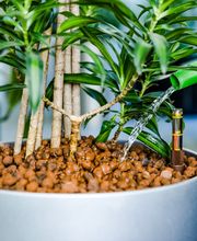 Ströer Innen- und Außengrün Bild 3