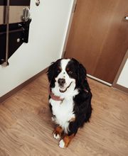 Founders Green Animal Hospital image 15