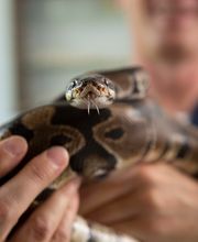 Dr. med. vet. Frey Artur Bild 7