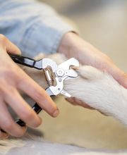 Peluquería Canina Siempre Lindos imagen 3