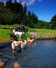 Alpepfötli GmbH Bild 7