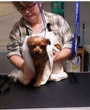 A L'eau Toutou image 1