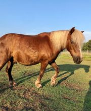 Eclair et Coquin image 13