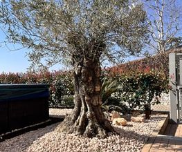 Galli Garden Sagl Bild 5