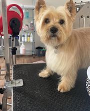 CHIC CANIN image 13
