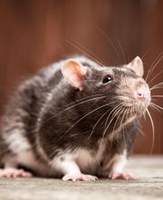 Ecola Termite and Pest Control Services image 1