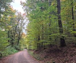 FriedWald Rümmingen Bild 4