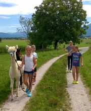 Ainring Alpakas Bild 4