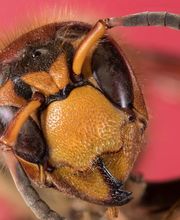 VerEx - Schädlingsbekämpfung Erlangen